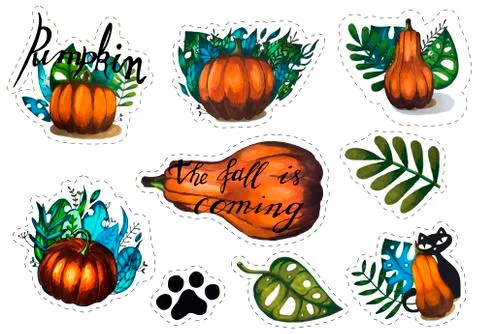 Set of different pumpkins with leaves and a cat Stock Illustration