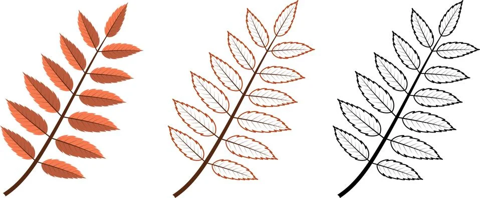 Set of different rowans leaves Stock Illustration