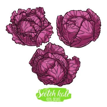 Set of different scotch kales Stock Illustration