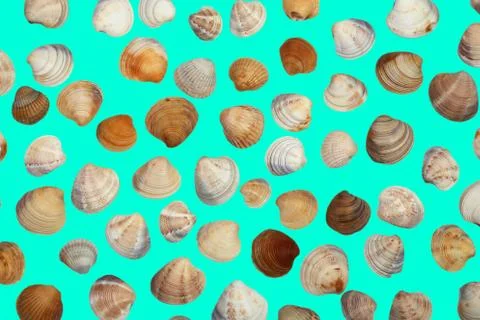 Set of different sea shells isolated on blue background Stock Photos
