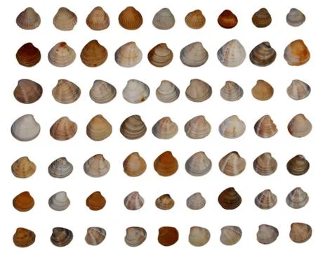 Set of different sea shells isolated white background Stock Photos