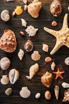 Set of different Seashells and starfish on dark wooden background, flat lay, top Stock-Fotos