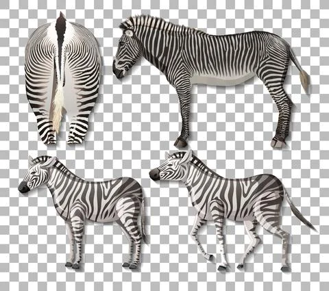 Set of different sides of zebra isolated on transparent background Stock Illustration