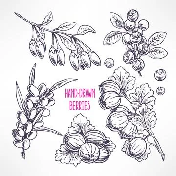 Set with different sketch berries Stock Illustration