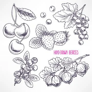 Set with different sketch berries Stock Illustration
