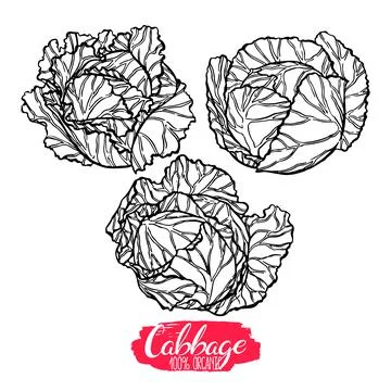 Set of different sketch cabbages Stock Illustration