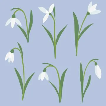 Set of different snowdrops spring flowers on blue background, vector Stock Illustration