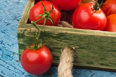 Set of different sorts of red tomatoes Stock-Fotos