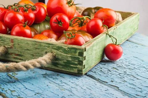 Set of different sorts of tomatoes 库存照片