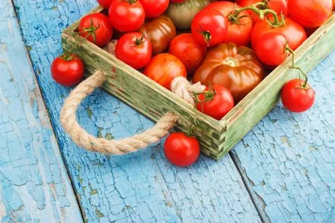 Set of different sorts of tomatoes Stock Photos