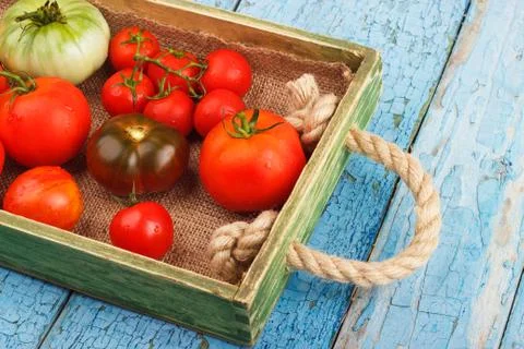 Set of different sorts of tomatoes Stock-Fotos