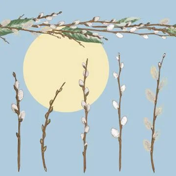 Set of different spring branches Willow and seamless texture Stock-Illustration