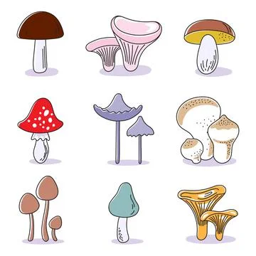 Set of different tipe of mushrooms Illustrazione stock