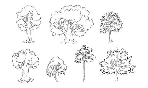 Set of different trees. Sketch style, black contours . Vector illustration Stock Illustration