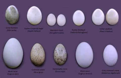 Set of different type birds' eggs against violet background and text Stock Photos