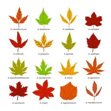 Set of different types of acer leaves set collection, Autumn colorful falle.. Stock Illustration