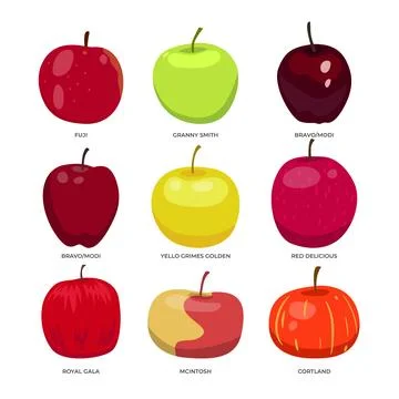 Set of different types of apple set collection, Apple types, apple varietie.. Stock Illustration