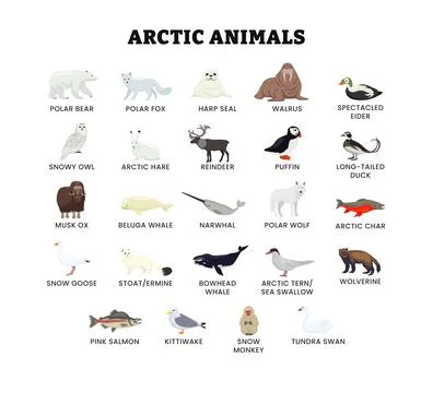 Set of different types of arctic or antarctica animal collection for educat.. Stock-Illustration