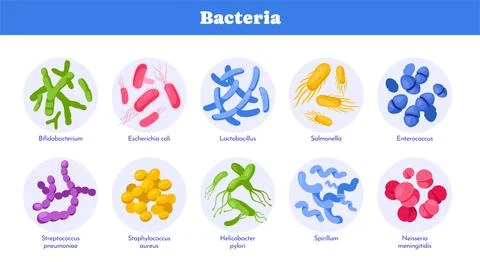Set of different types of bacteria. Medical infographic or diagram with Stock Illustration