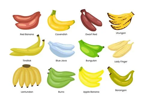 Set of different types of banana set collection, banana types variety plant.. Stock Illustration