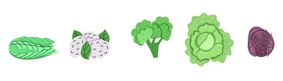 A set of different types of cabbage. vector illustration in cartoon style Ilustración de archivo
