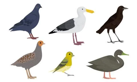 Set of Different types of city birds vector illustration Stock Illustration