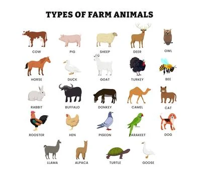 Set of different types of farm animal collection for education poster, vect.. Stock Illustration