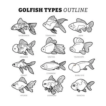 Set of different types of goldfish outline collection with line art style, .. Stock Illustration