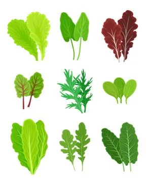 Set of different types of greens for salad. Vector illustration on a white 스톡 일러스트