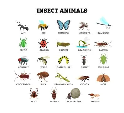 Set of different types of insect animal collection for education poster, ve.. Stock Illustration