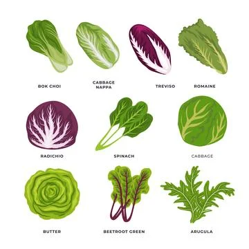 Set of Different types of lettuce Collection, Set of cabbage in different t.. Stock Illustration