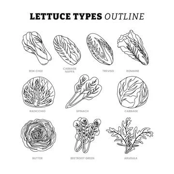 Set of different types of lettuce outline collection with line art style, c.. イラスト素材