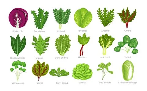 Set of Different types of lettuce, Set of cabbage in different types isolat.. Stock Illustration
