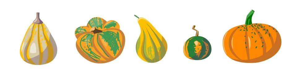 A set of different types of pumpkins. vector illustration in cartoon style Stock Illustration