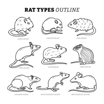 Set different types of rat outline collection with line art style, types of.. Illustrazione stock