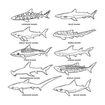 Set of different types of sharks doodle outline Collection, vector illustra.. Stock Illustration