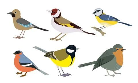 Set of Different types of small birds vector illustration Stock Illustration