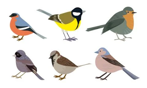 Set of Different types of small city birds vector illustration Stockillustratie