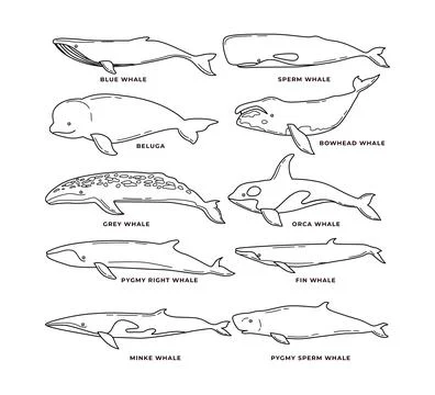 Set of different types of Whales doodle outline Collection, vector illustra.. Stock Illustration