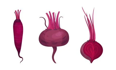 Set of different varieties of fresh beetroot. Organic vegetable, natural farm Stock Illustration
