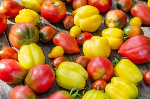 A set of different varieties of tomatoes arranged on a wooden table. Stock Photos