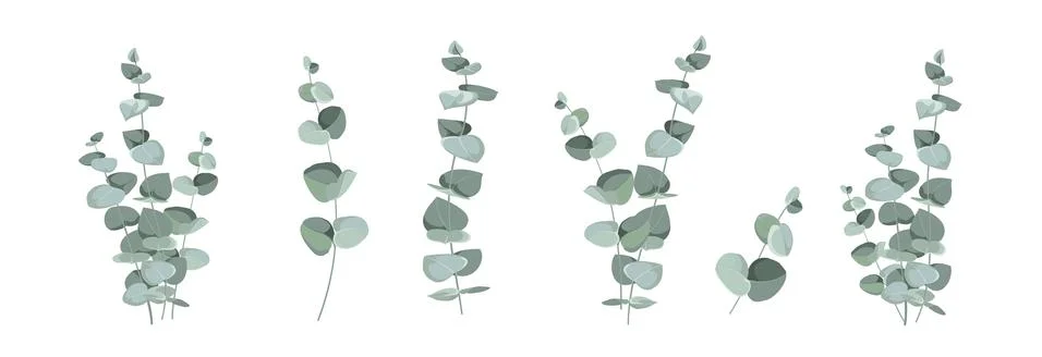 Set of differents eucalyptus leaves on white background. Stock Illustration