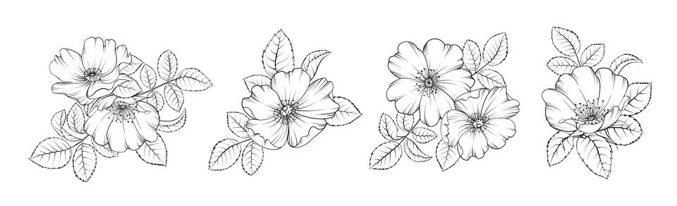 Set of differents flower tee rose on white background. Hybrid tea rose Stock Illustration
