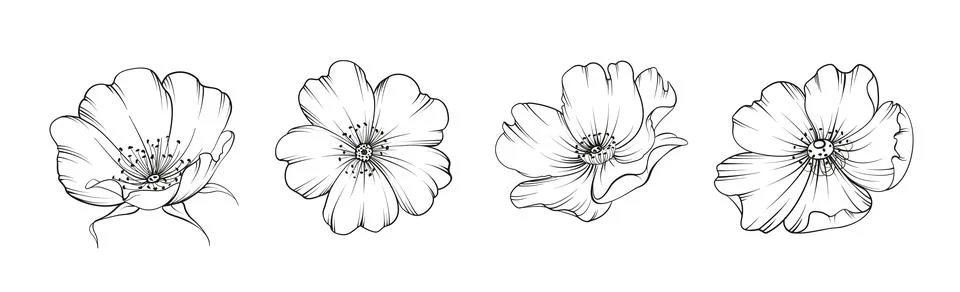 Set of differents flower tee rose on white background. Hybrid tea rose Stock-Illustration