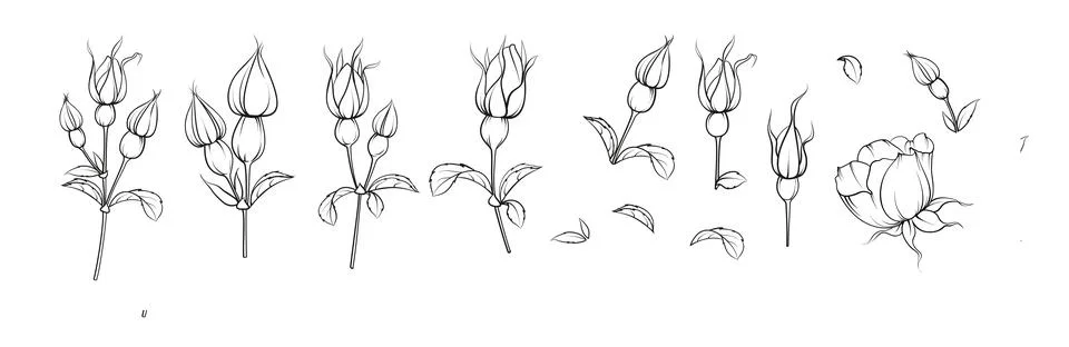 Set of differents flower tee rose on white background. Hybrid tea rose Stock-Illustration