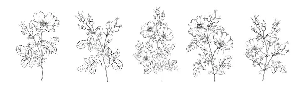 Set of differents flower tee rose on white background. Hybrid tea rose Stock Illustration