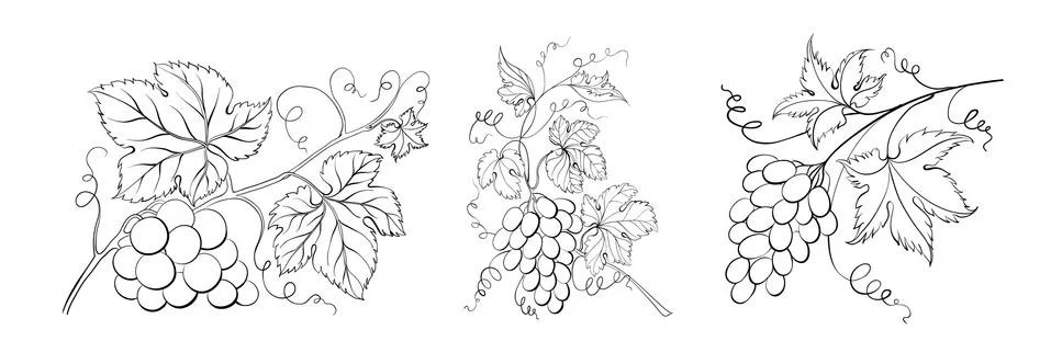 Set of differents grapes on white background. Stock Illustration