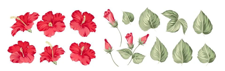 Set of differents hibiscus on white background. Stock Illustration