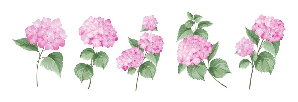 Set of differents hydrangea branches on white background. 스톡 일러스트
