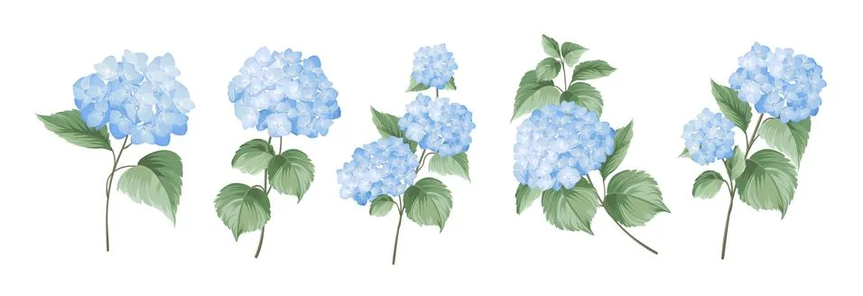 Set of differents hydrangea branches on white background. Illustrazione stock